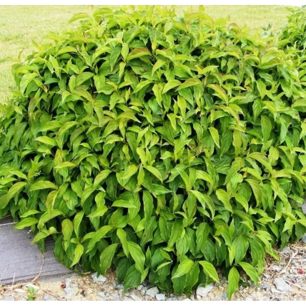 Дерен отпрысковый Флавирамеа ø15 h35 см 89365284 STLM-2126883 PLANTMARKET 