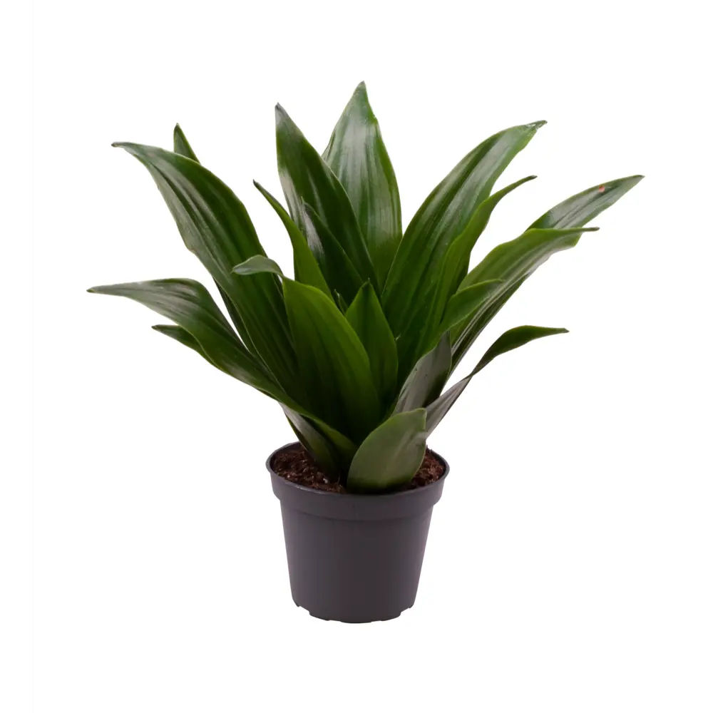 Santreyd Драцена Джанет Крейг — тропическая элегантность для интерьера 89374993 STLM-0950516