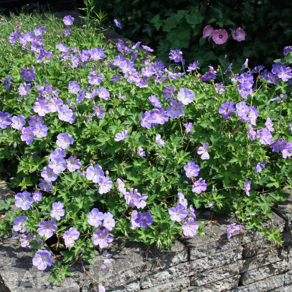 Герань гибридная Розанна Герват ø9 h20 см PLANTMARKET STLM-2203004