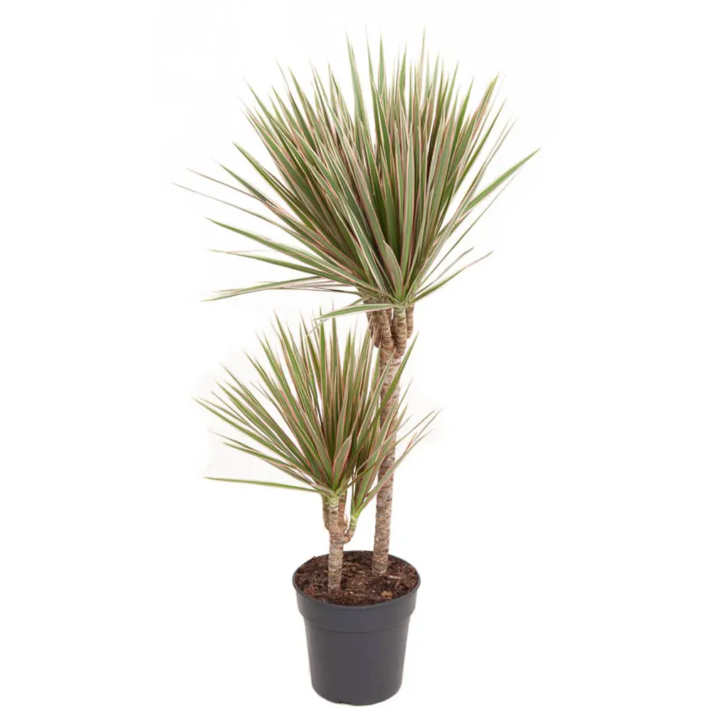 Santreyd Драцена биколор — элегантное комнатное растение с розово-зелеными листьями 87819506 STLM-0075859