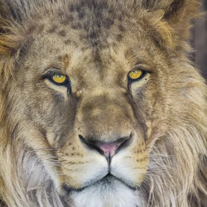 1-619-Lion Фотообои Komar National Geographic 1.84х1.27 м