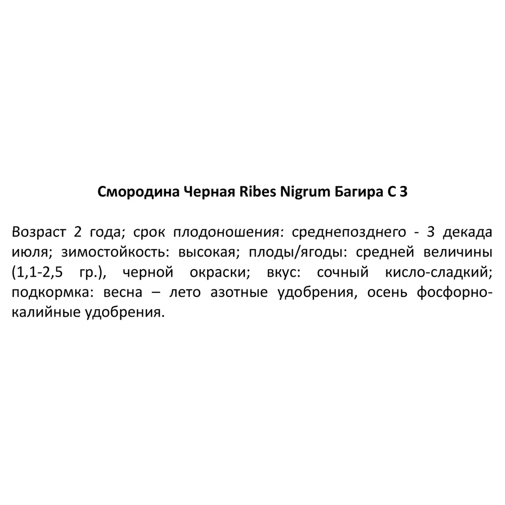 Смородина черная Багира ø15 h30 см PLANTMARKET STLM-2154263 - Вид №4