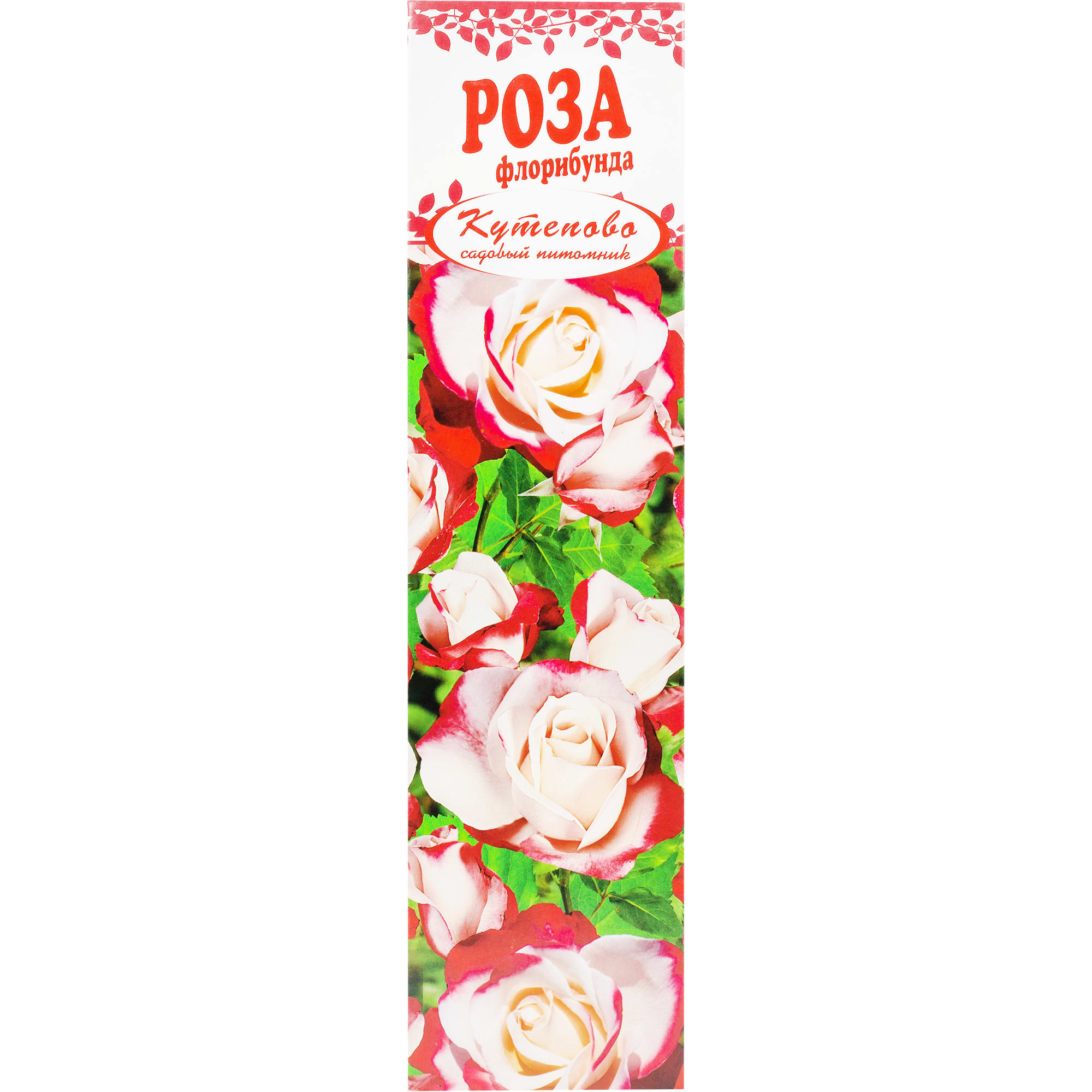 82155317 Роза Флорибунда «Мид Саммер» в коробке Santreyd 