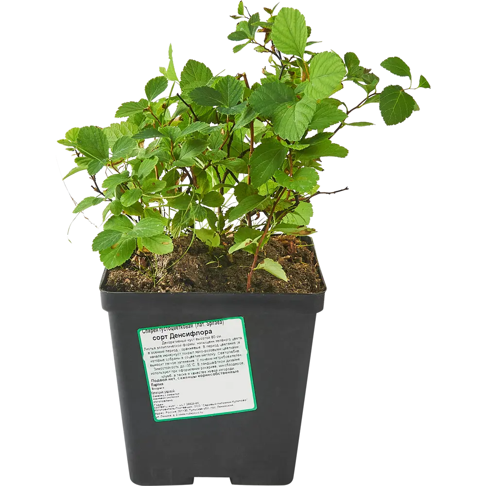 Спирея Денсифлора - пышноцветущий кустарник для сада 85606575 Santreyd STLM-1580247 - Вид №2