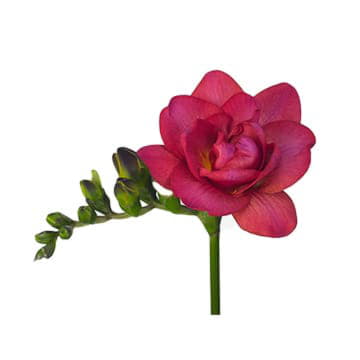 Фрезия ду экспрэшн 52 см Santreyd 26090