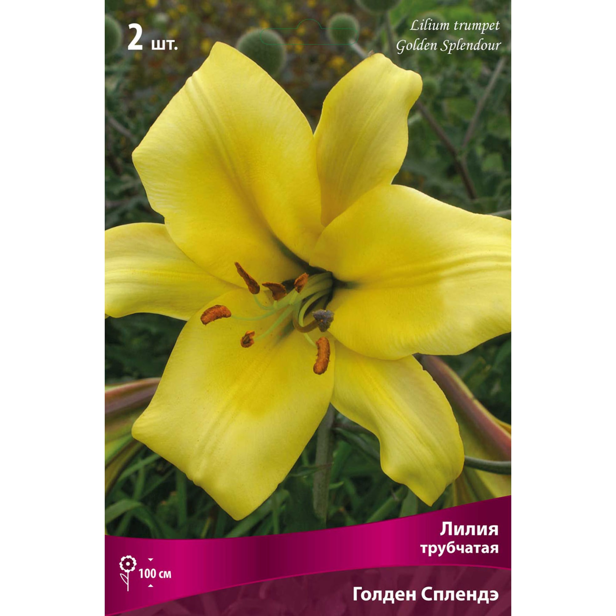 82000185 Лилия трубчатая «Голден Сплендор», высота 50 см, 1 шт Santreyd 