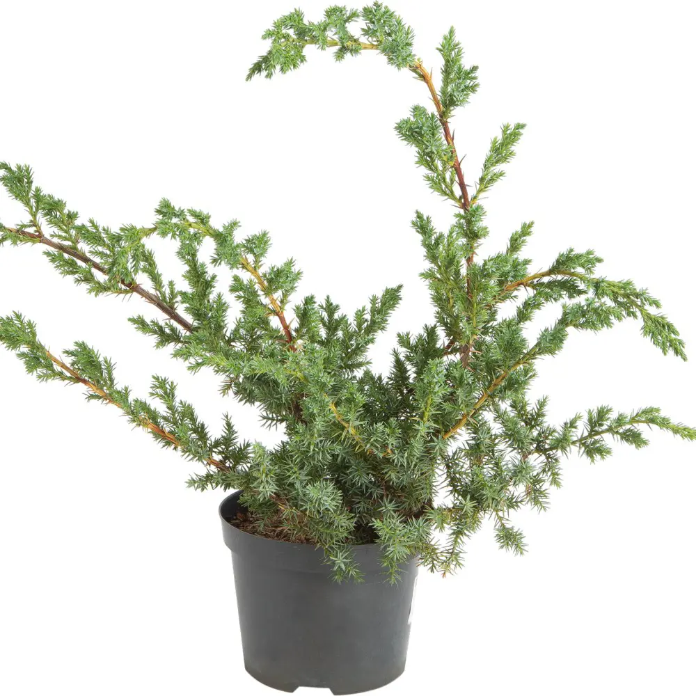 Можжевельник китайский Блю Алпс ø19 h20-35 см 85440397 STLM-2182162 PLANTMARKET 