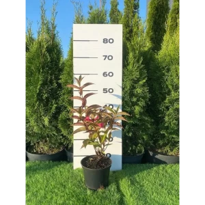 Вейгела Бристоль Руби h40 - 60 см 89355313 STLM-2209923