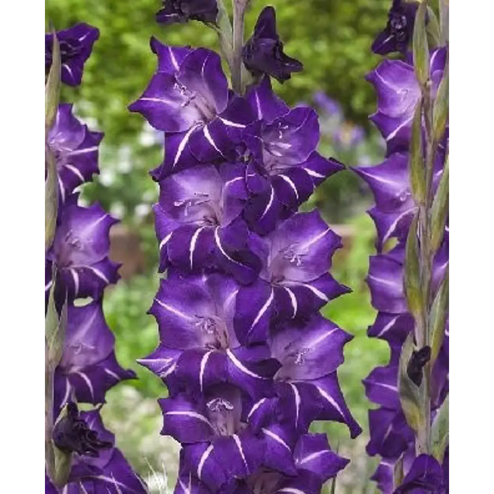 Гладиолус крупноцветковый Флирти 7 шт BLOOMING LIFE STLM-2120653