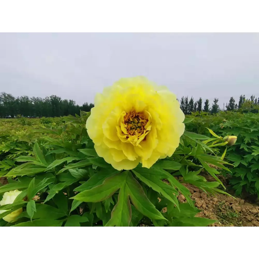 Пион древовидный Полуденный зной в тубе BLOOMING LIFE STLM-2107806