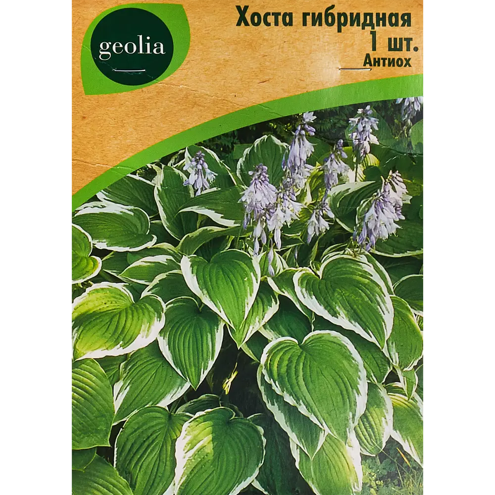 Хоста гибридная Антиох 86408581 STLM-2184720 Santreyd 