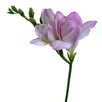 Фрезия ду хонеймун 50 см Santreyd 26089