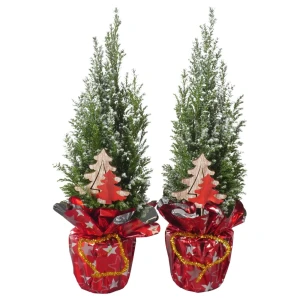 Кипарисовик Элвуда 114 ø9 h35 см 89404478 STLM-2036138