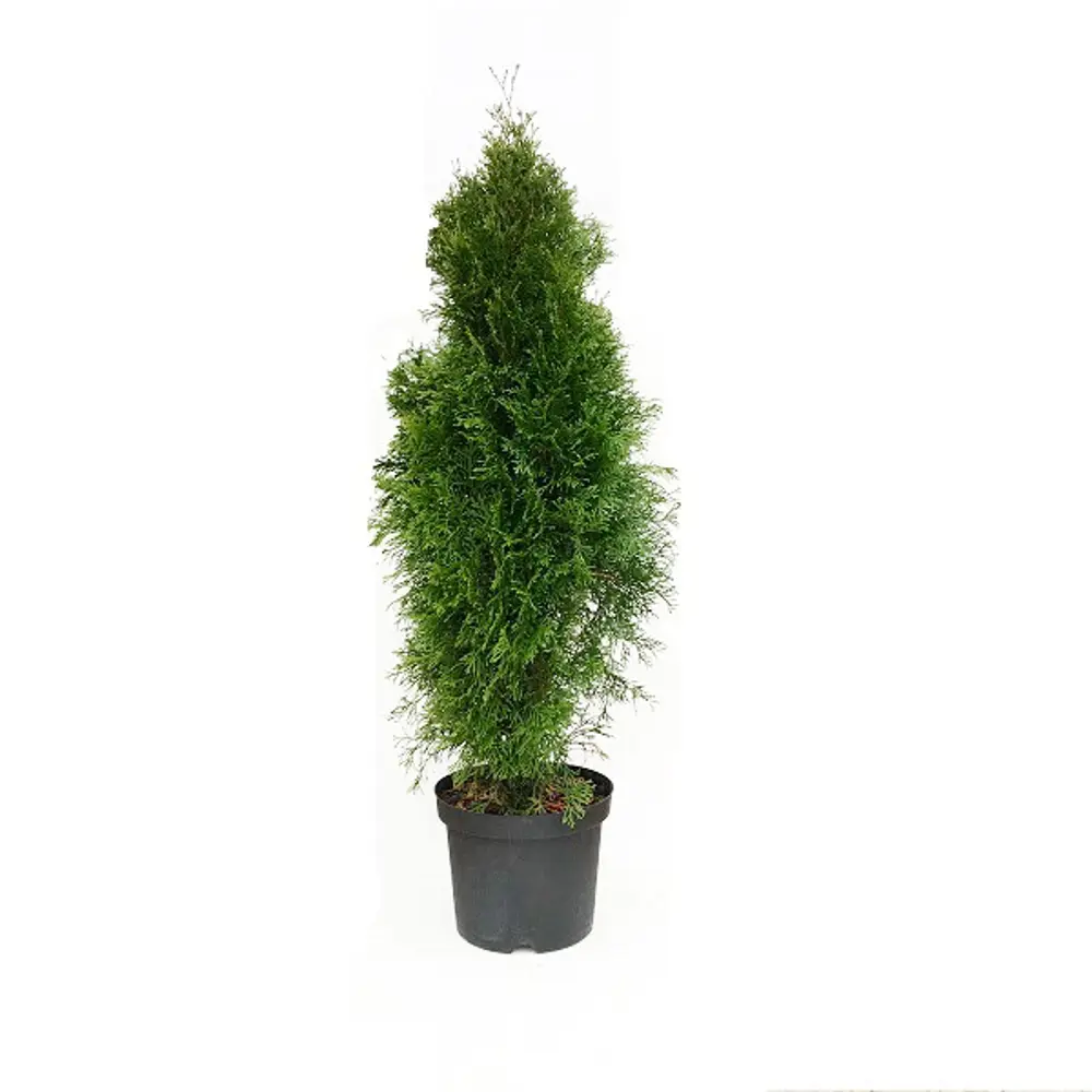 Туя «Смарагд» С1.5 высота 30-40 см Santreyd STLM-2179123