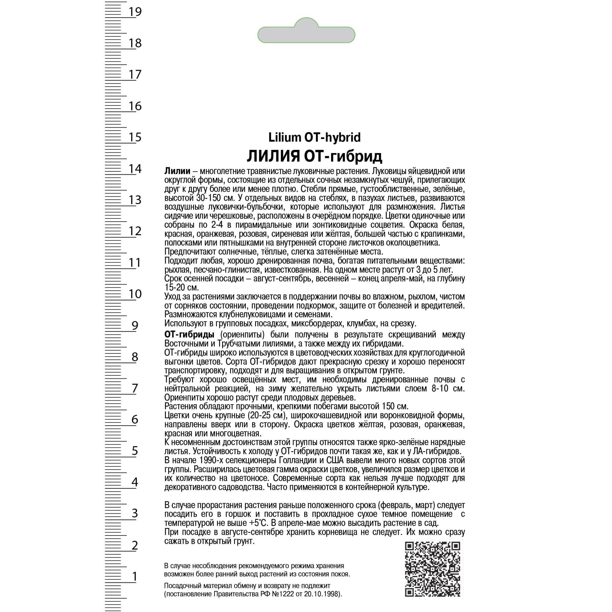 82000180 Лилия «Лонгифлорум Анастасия», высота 50 см, 1 шт Santreyd  - Вид №1