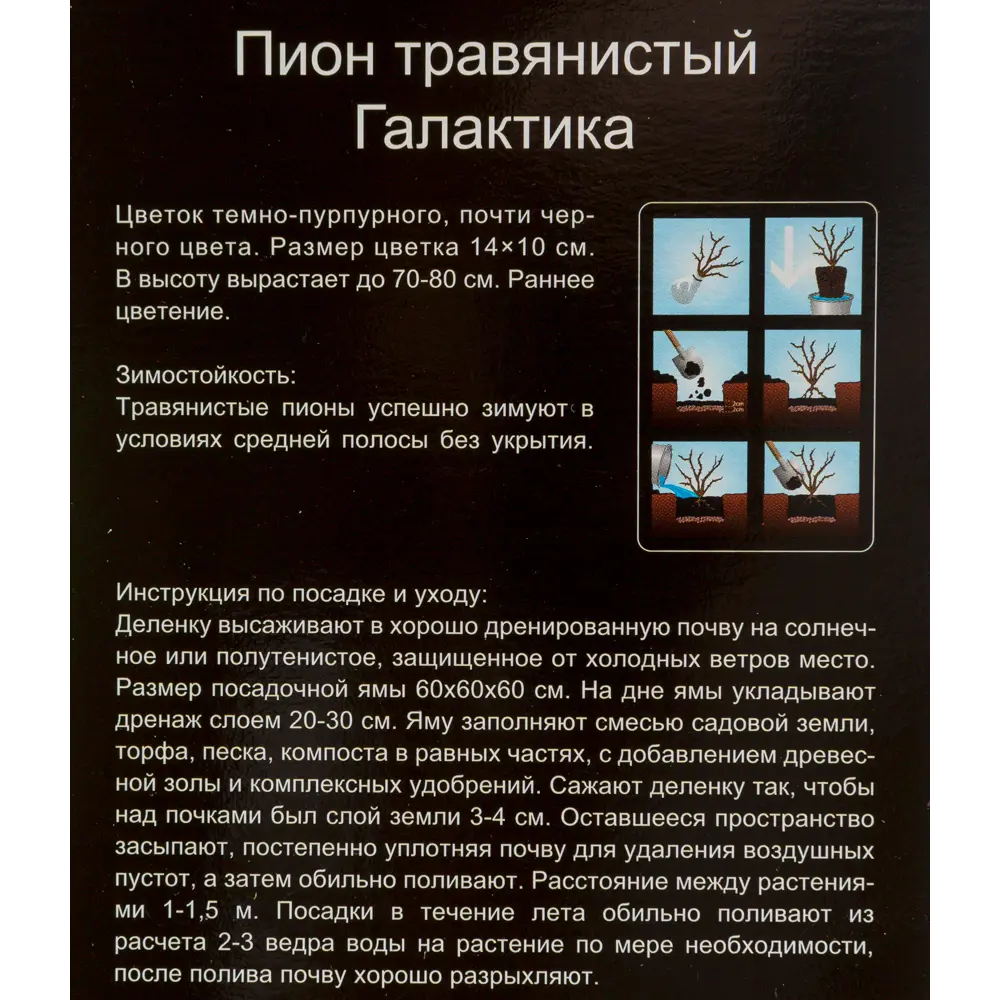 Пион травянистый Галактика 12194981 STLM-2005374 Santreyd  - Вид №3