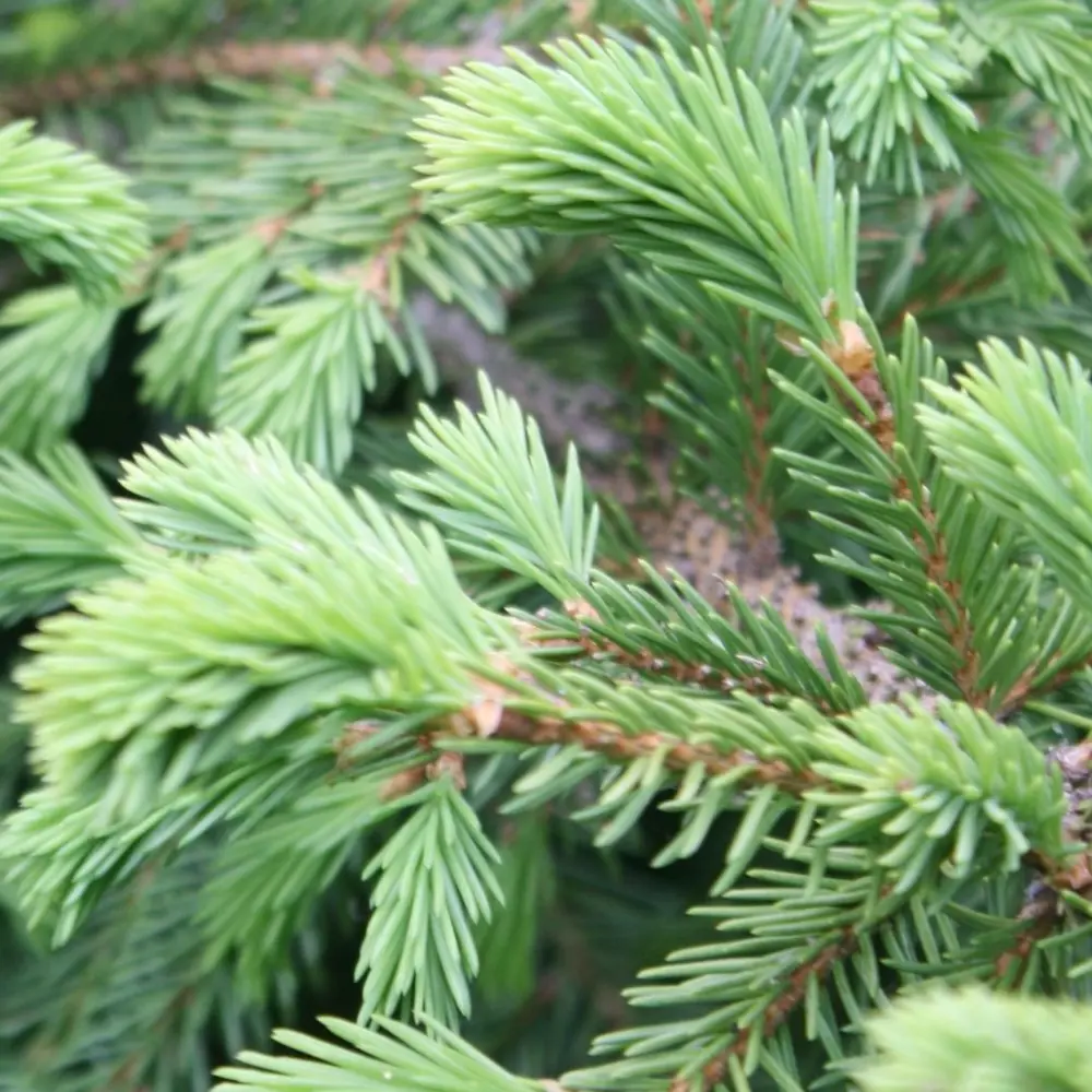 Ель обыкновенная живая срезанная 100-130 см в сетке Santreyd STLM-2066066 - Вид №1