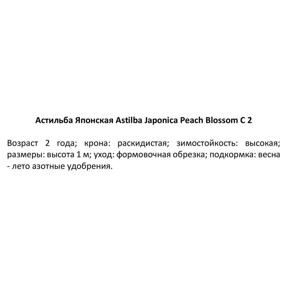Астильба японская Пич Блоссом C2 ø15 h30 см PLANTMARKET STLM-2104767