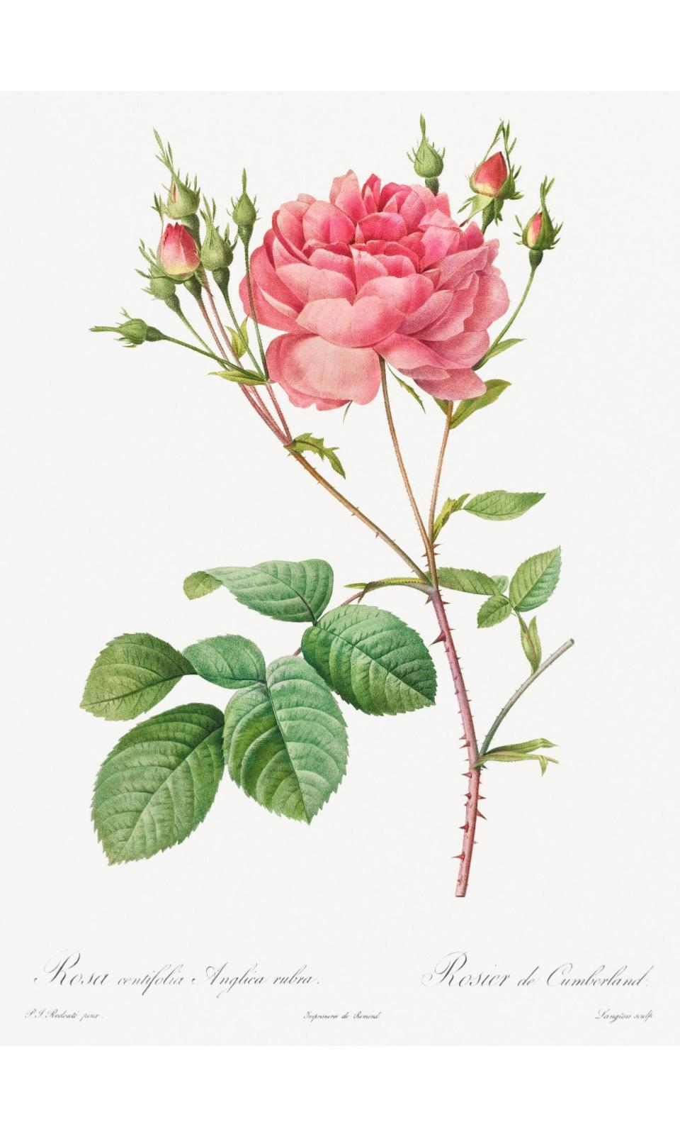 90267866 Постер Дикие цветы - Английская роза 40x50 см в раме STLM-0157746 ПРОСТОПОСТЕР