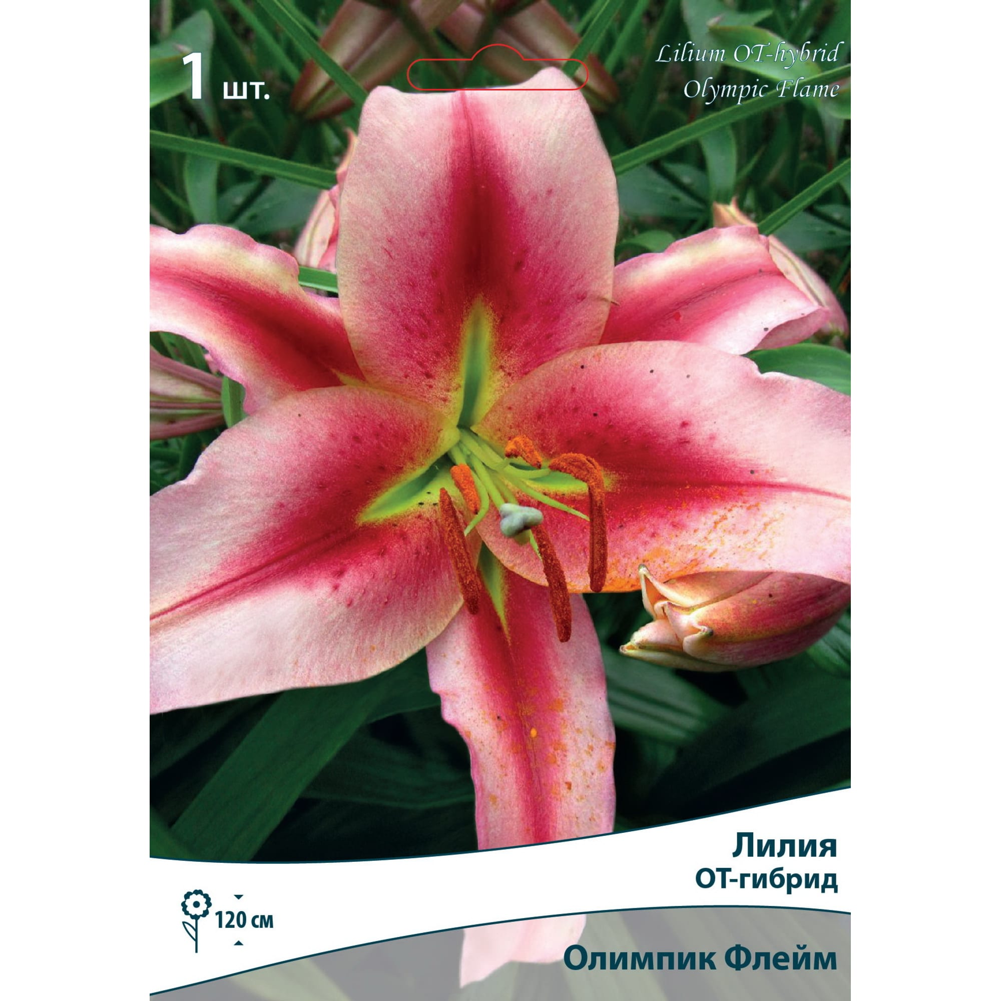 82530227 Лилии ОТ-Гибриды Олимпик Флейм Santreyd 