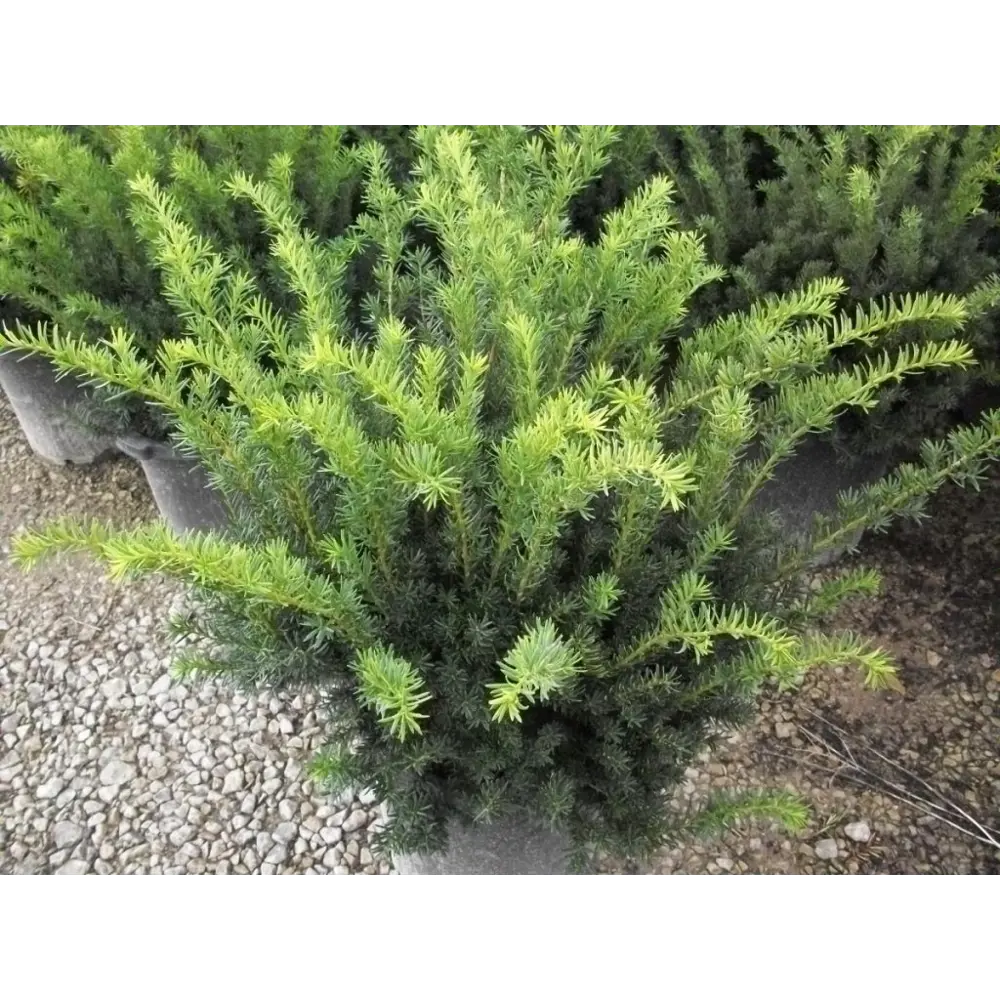 Тис средний Хиллии ø11 h20 - 22 см PLANTMARKET STLM-2042069