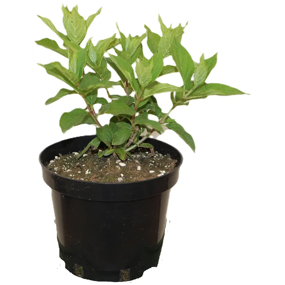 Гортензия метельчатая Полар Бир - многолетний декоративный кустарник 89427987 Santreyd STLM-1580428 - Вид №1