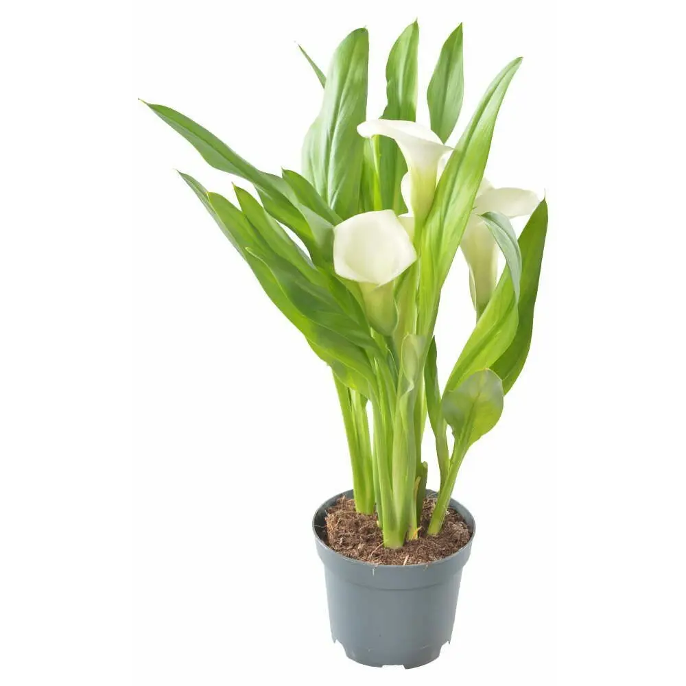 Калла Santreyd — изящное комнатное растение с сердцевидными листьями 83248198 STLM-0956759 - Вид №1