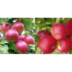 Яблоня Ред Мелба/Уэлси пакет