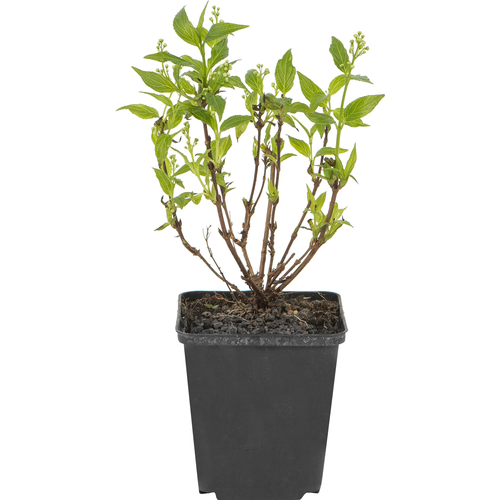 82176162 Дейция изящная P9 Santreyd  - Вид №3