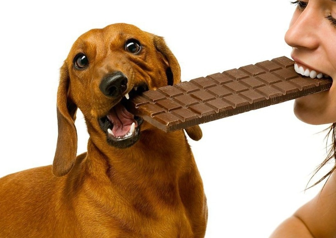 Почему собакам нельзя давать шоколад?