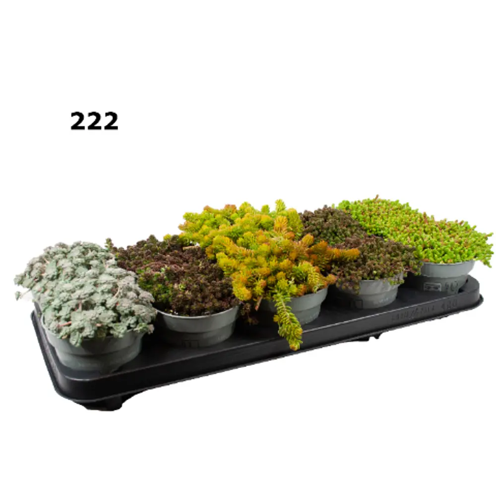Очиток микс ø12 h15 см 89365393 STLM-2179819 Santreyd 
