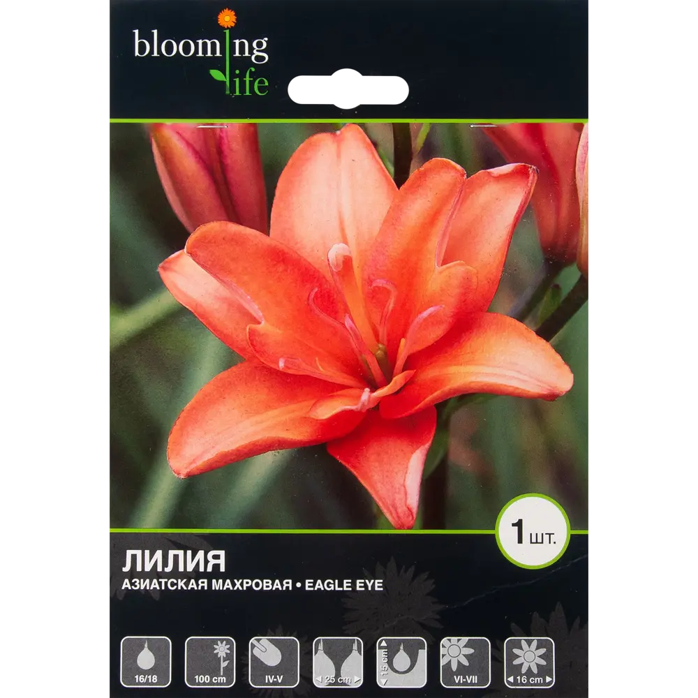 Лилия азиатская махровая «Игл Ай» BLOOMING LIFE STLM-2157574