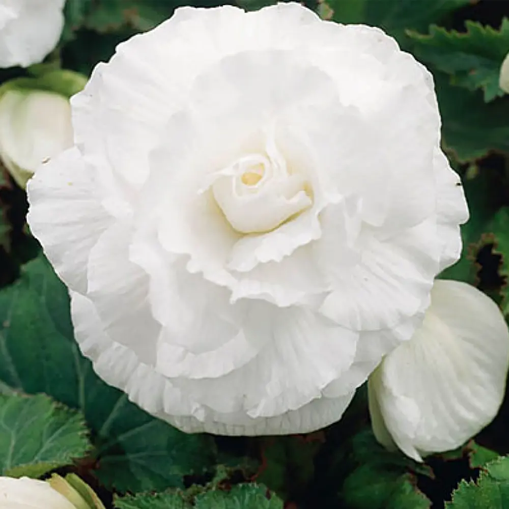 Бегония «double White», 4х5 см GEOLIA STLM-2120567