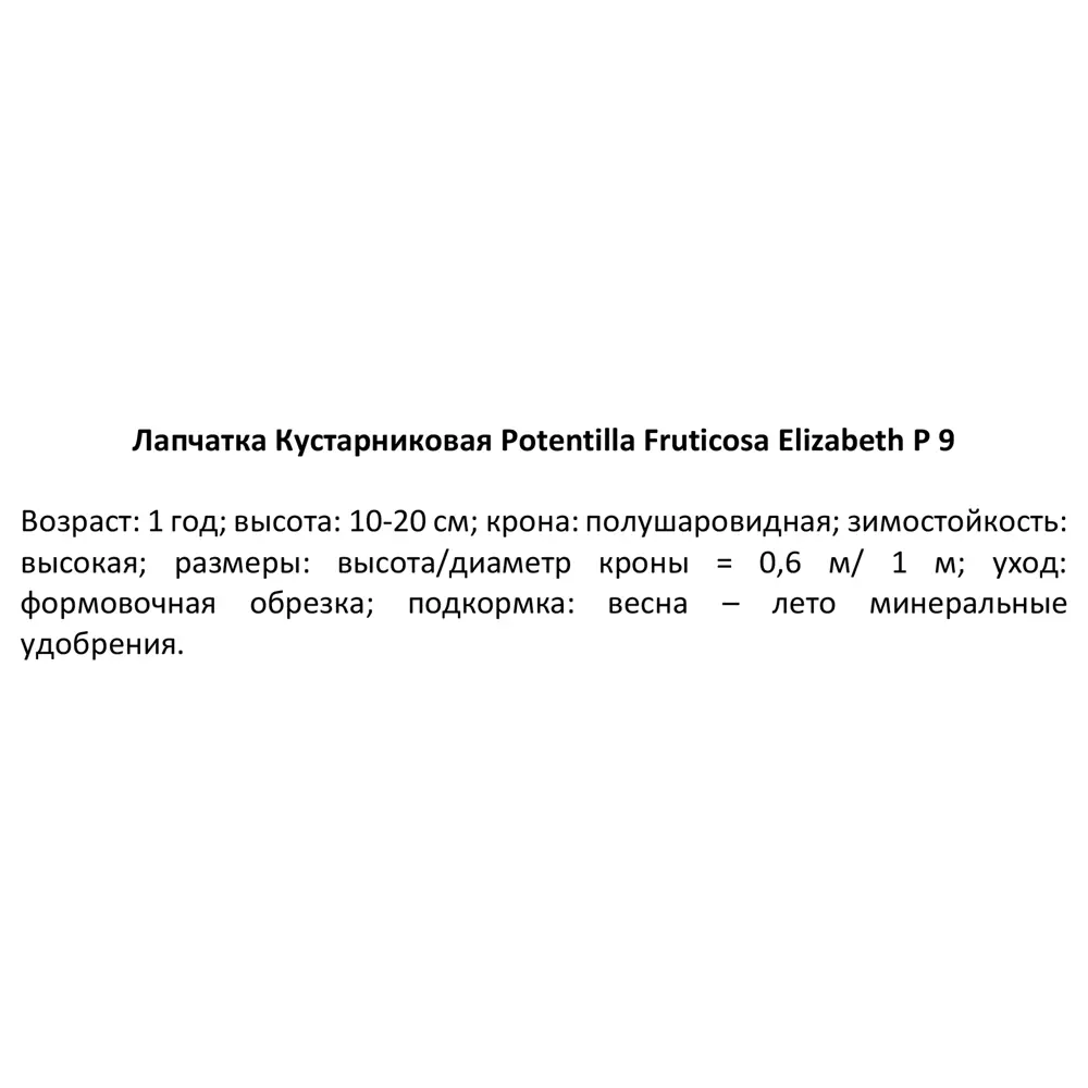 Лапчатка кустарниковая Елизабет ø9 h20 см PLANTMARKET STLM-2010372 - Вид №1