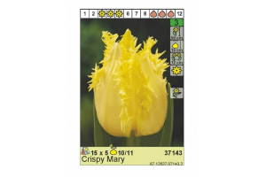 18441517 Луковица Тюльпан Криспи Мэри 10/11 желтый, 5 шт. 37143 HBM
