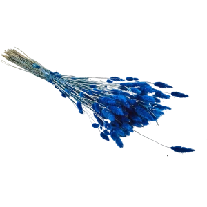 Букет из сухих цветов Лагурус микс 2 70 см