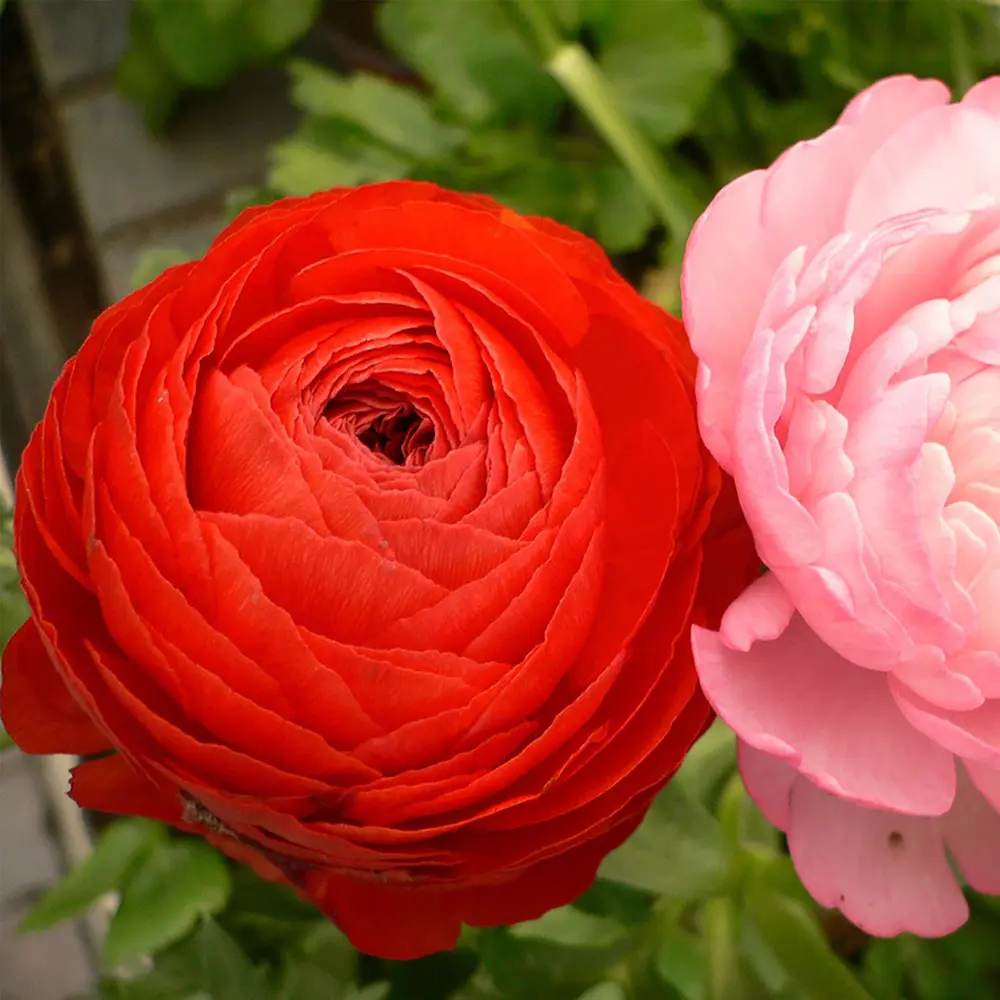 Лютик микс 5/6 8 шт ВСЕ В САД STLM-2020407 - Вид №1