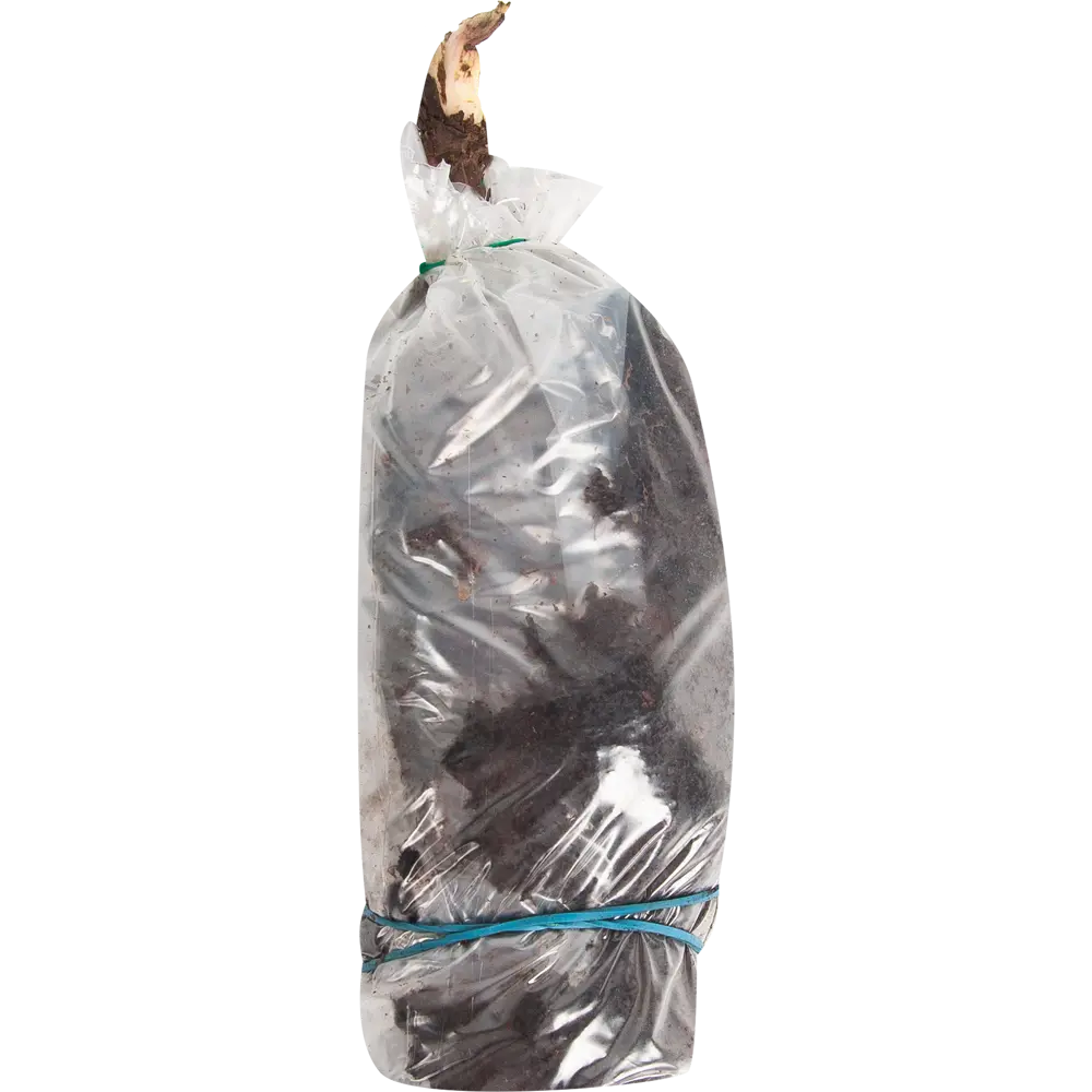 Пион древовидный привитый Две сестры в тубе ВСЕ В САД STLM-2002499 - Вид №2