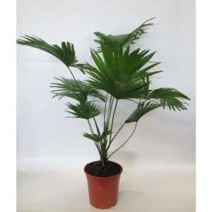 Пальма Ливистона круглолистная в горшке ø19 см 89441595