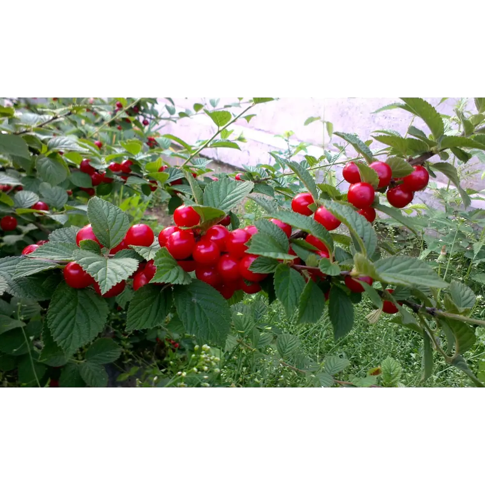 Вишня войлочная «Детская» C7 высота 140-170 см ВСЕ В САД STLM-2082130