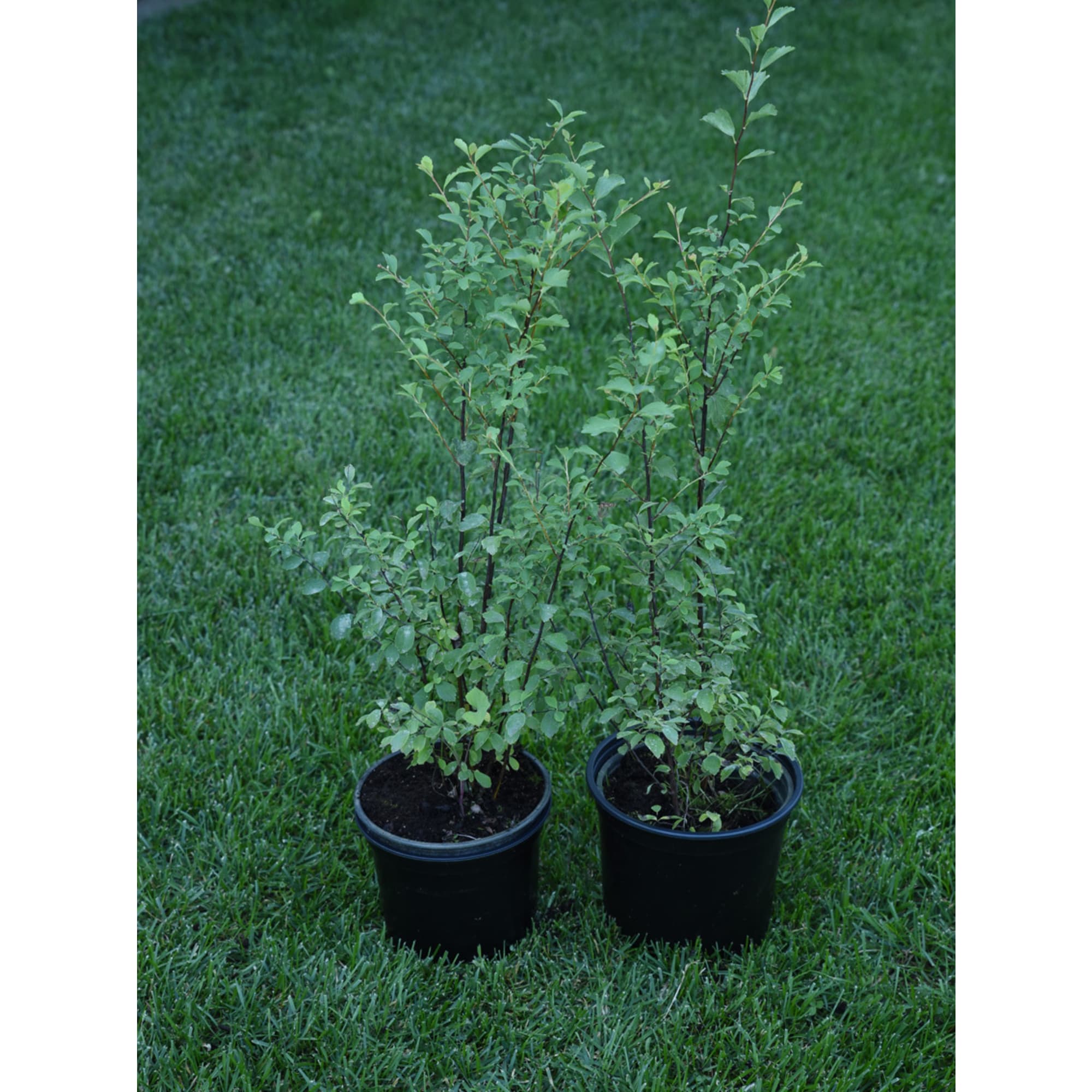 85325006 Спирея японская Энтони Ватерер ø17 h30 см Santreyd  - Вид №1