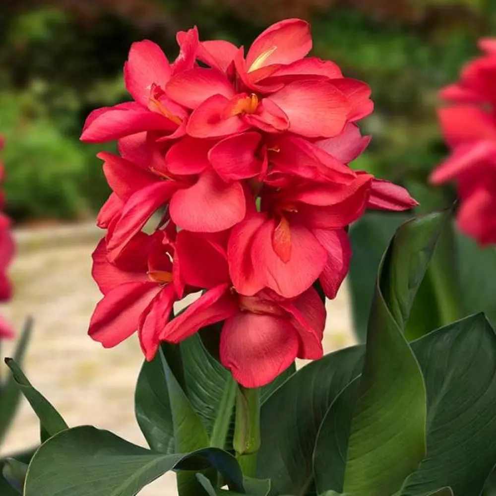 Канна соль Хеппи Изабель 1 шт BLOOMING LIFE STLM-2099783