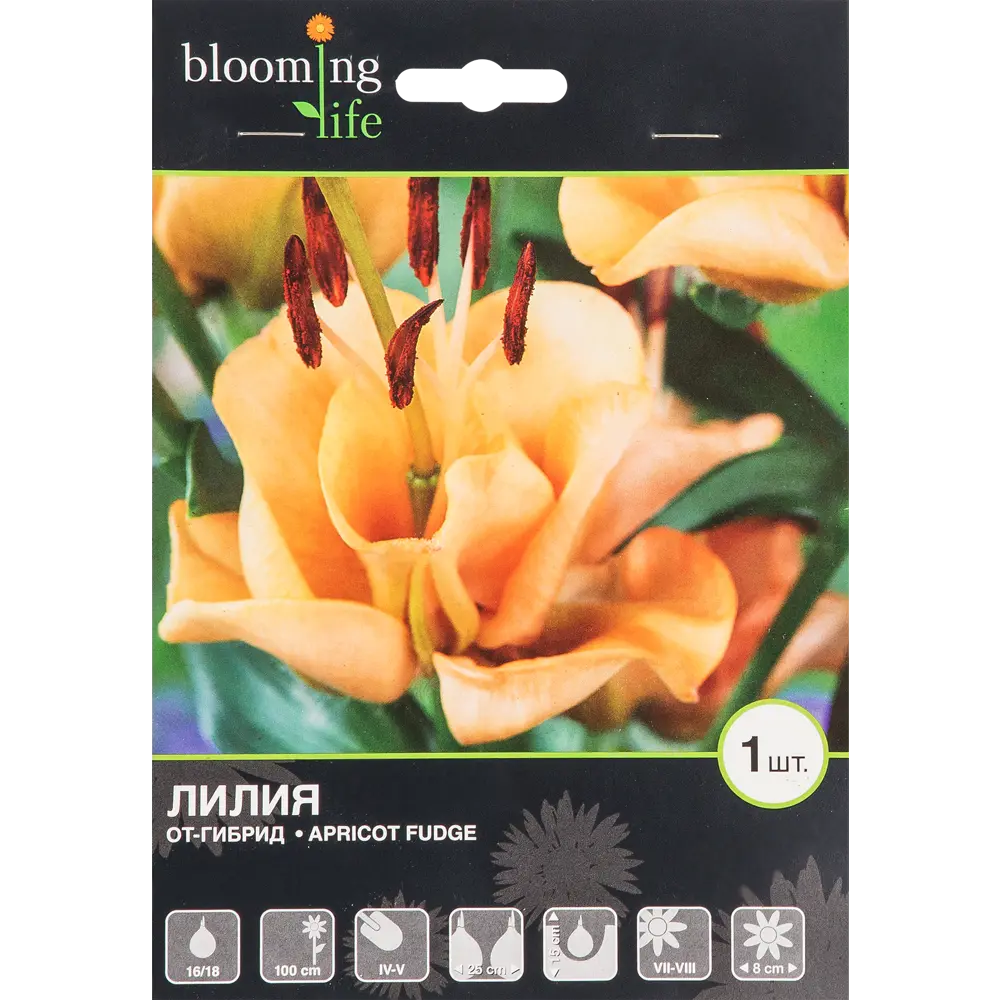 Лилия ОТ-гибрид «Эприкот Фьюдж» BLOOMING LIFE STLM-2061916
