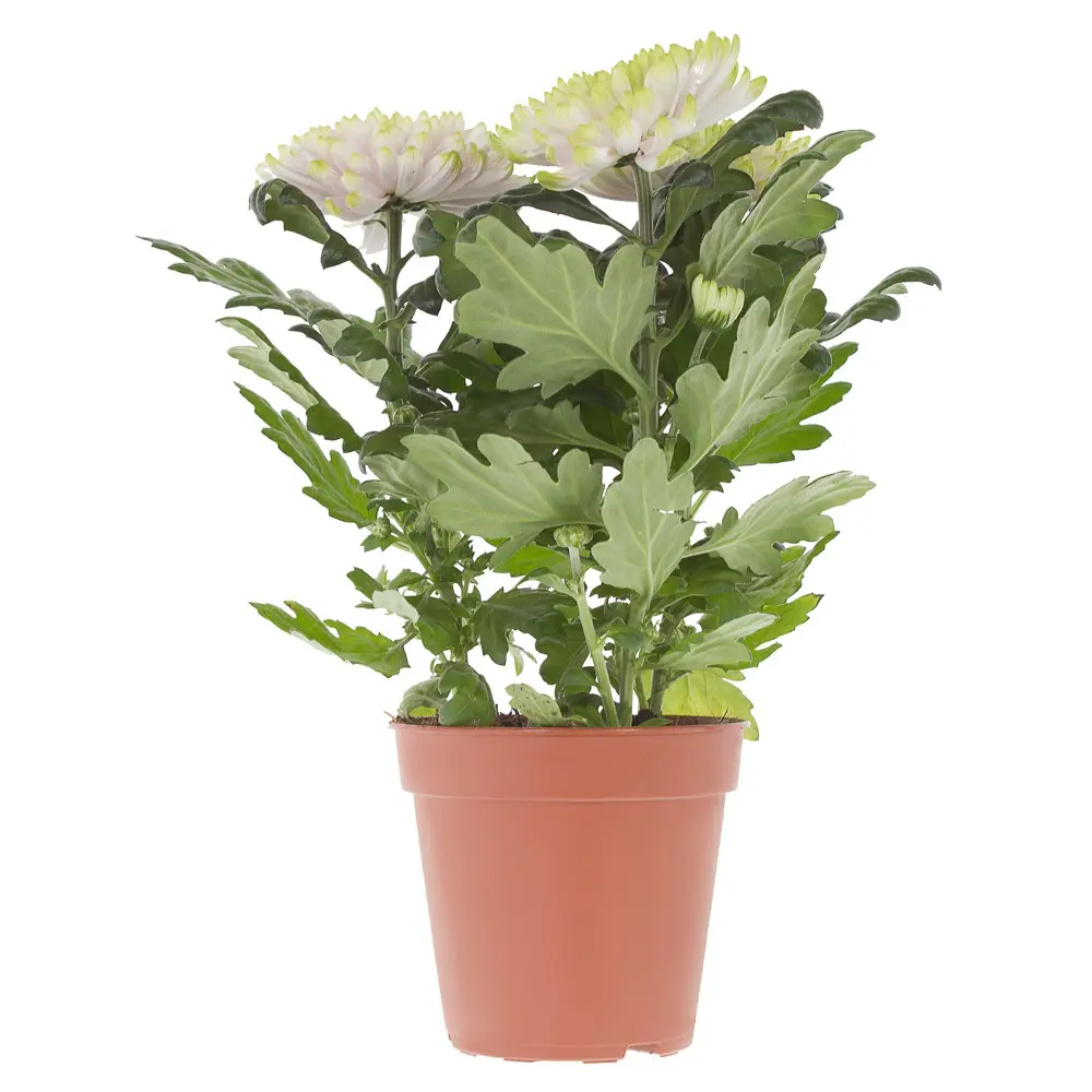 Хризантема Зембла Santreyd - роскошный цветок для дома и сада 14448199 STLM-0004959