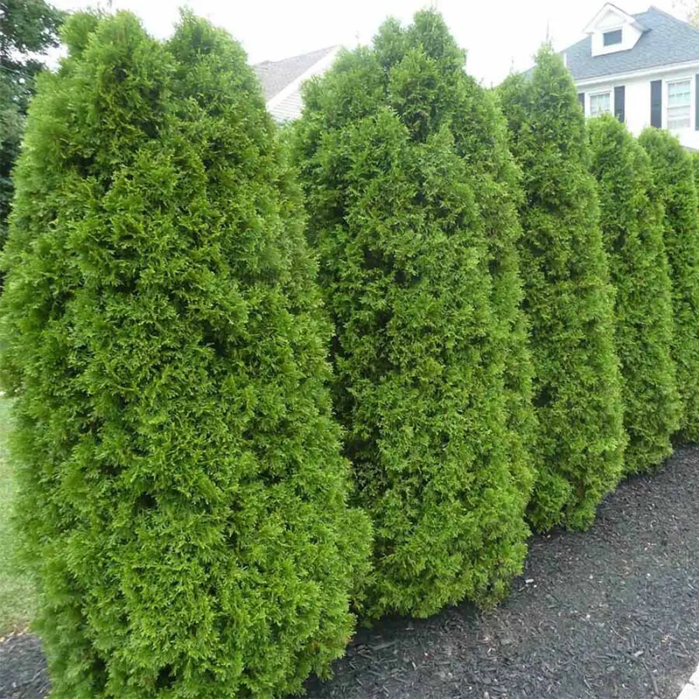 Туя западная Брабант ø19 h20 см 89465497 STLM-2079522 PLANTMARKET 