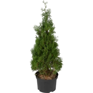 Туя западная «Холмструп» 41x110 см