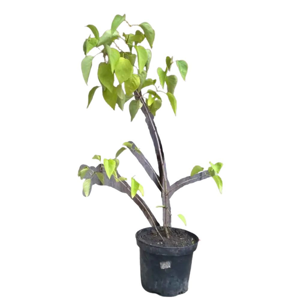Сирень Огни Донбасса ø9 h15 см PLANTMARKET STLM-2171047