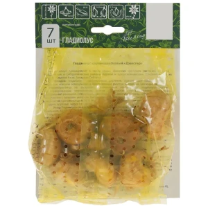 Гладиолус «Джестер»