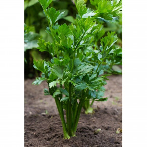 82585482 Петрушка в кассете, 6 шт.