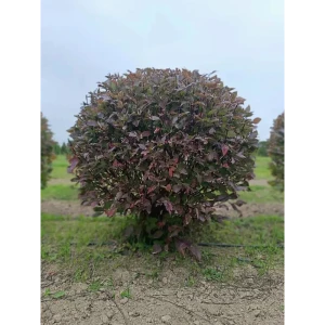 Дерен белый Кессельринги ø95 h125 - 150 см